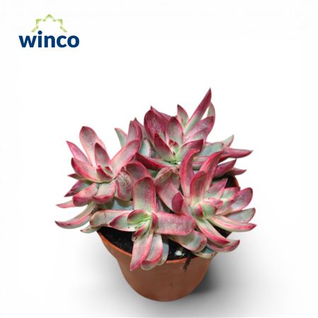 Crassultaa Rubricaulis Candy Cane