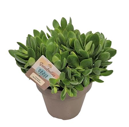 Crassula Moneymaker