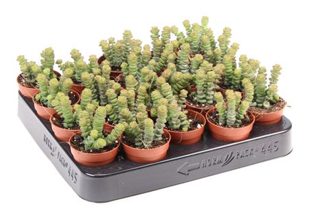 Crassula Hottentot