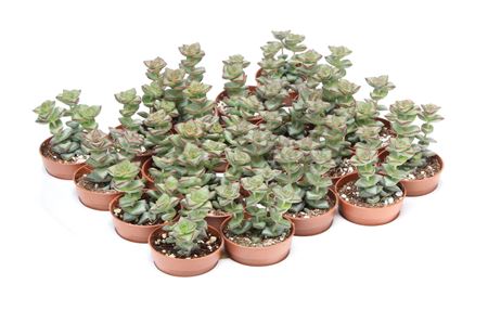 Crassula Perfossa