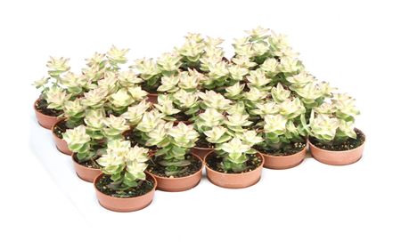 Crassula Pagoda Variegata