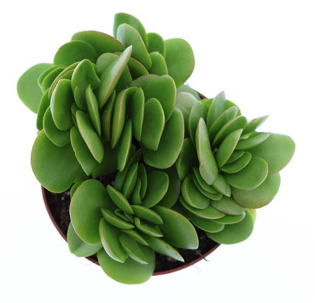 Crassula Swaziensis
