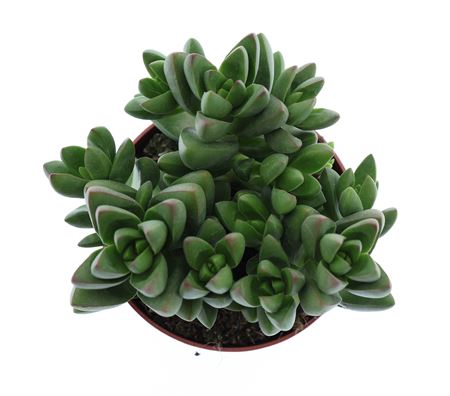 Crassula Silver Dollar