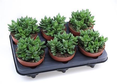 Crassula Silver Dollar