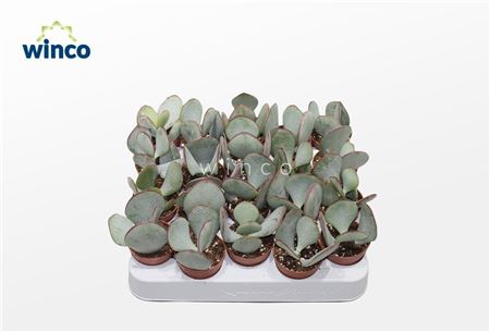 Crassula Ben