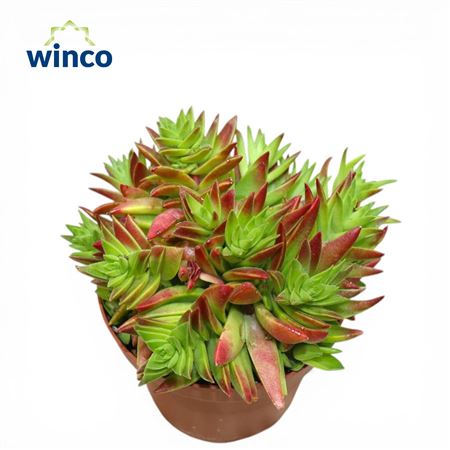Crassula Capitella