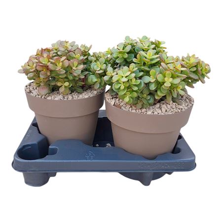 Crassula Portulacea Mini