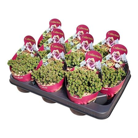 Crassula Pyramidalis Potcover