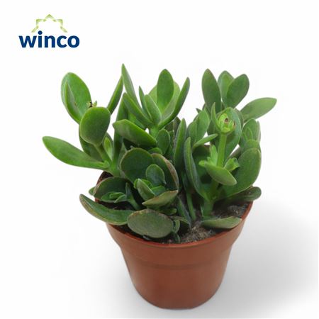Crassula Rusby