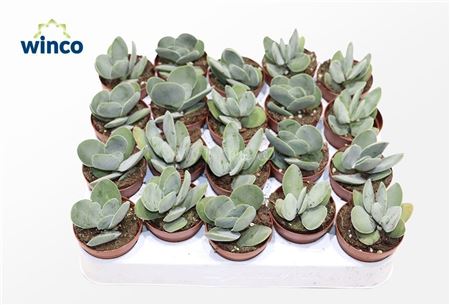 Crassula Cotyledonis
