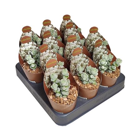 Crassula Arta Potcover