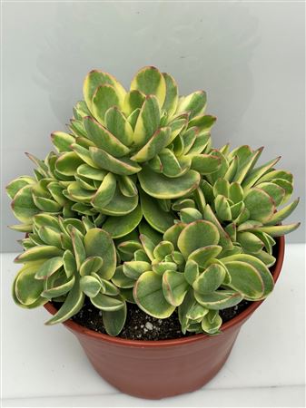 Crassula Moneymaker