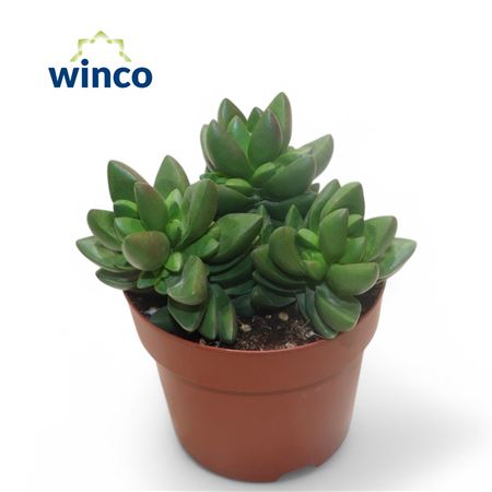 Crassula Ben