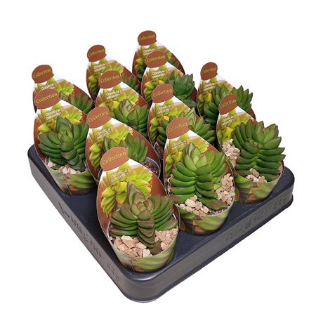 Crassula Benjamin Potcover