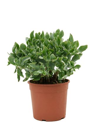 Crassula Argentea