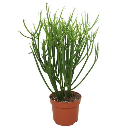 Euphorbia Tirucalli