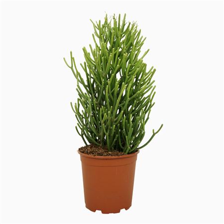 Euphorbia Tirucalli