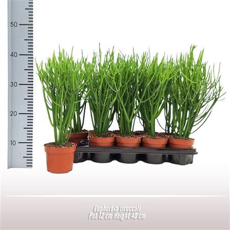 Euphorbia Tirucalli