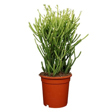 Euphorbia Tirucalli