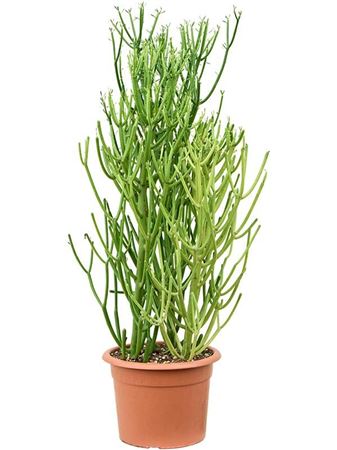 Euphorbia Tirucalli 'sticks On Fire' (80-100)