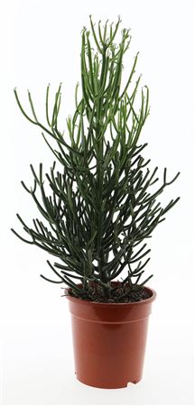 Euphorbia Tirucalli