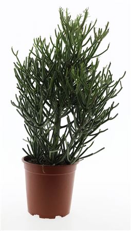 Euphorbia Tirucalli