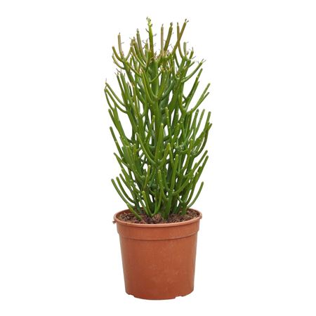 Euphorbia Tirucalli