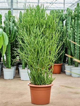 Euphorbia Tirucalli