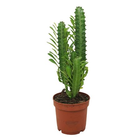 Euphorbia Trigona