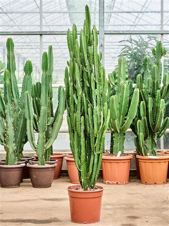 Euphorbia Trigona