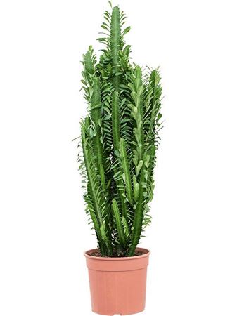 Euphorbia Trigona