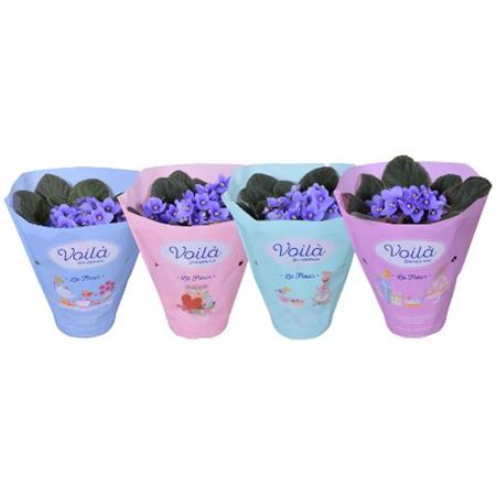 Saintpaulia Light Blue Voila La Fleur