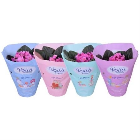 Saintpaulia Pink Voila  La Fleur