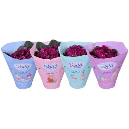 Saintpaulia Red Voila La Fleur