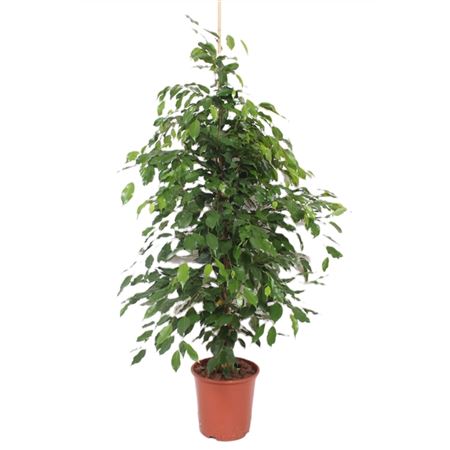 Ficus Be Exotica