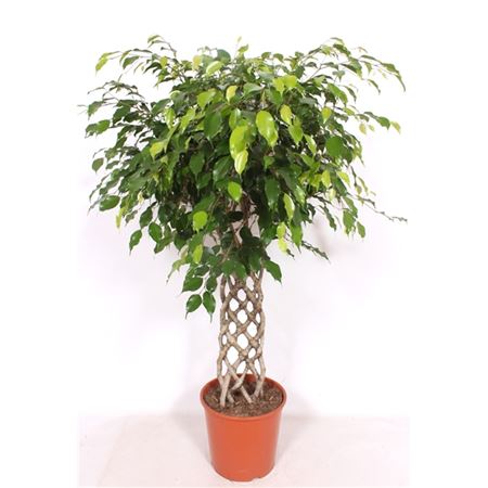 Ficus Be Exotica Mat