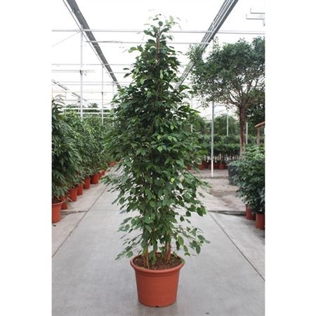 Ficus Be Exotica