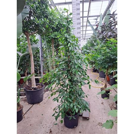 Ficus Be Exotica Piramide