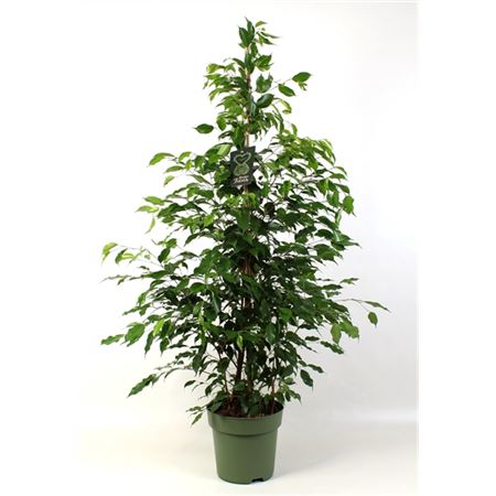 Ficus Be Exotica