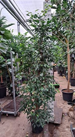 Ficus Be Exotica Piramide