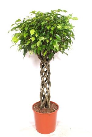 Ficus Be Exotica Tube