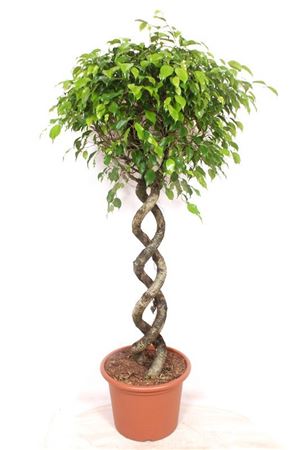 Ficus Be Exotica Double Spiral