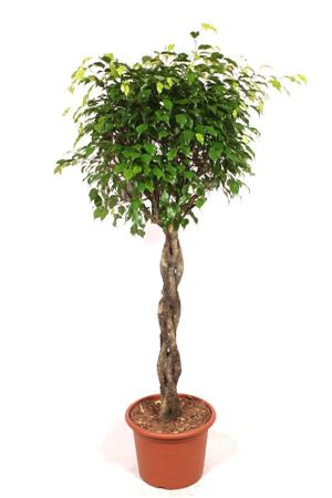 Ficus Be Exotica Twisted Stem