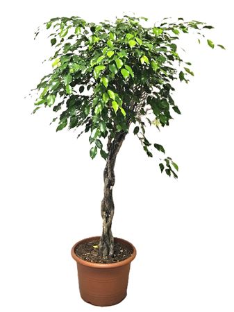 Ficus Be Exotica Twisted Stem