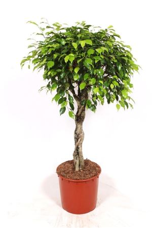 Ficus Be Exotica Twisted Stem