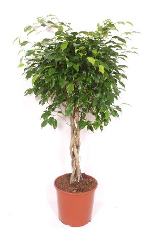 Ficus Be Exotica Twisted Stem