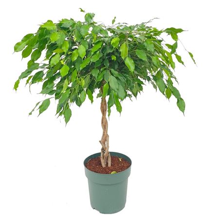 Ficus Be Exotica Twisted Stem