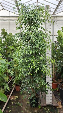 Ficus Be Exotica Piramide