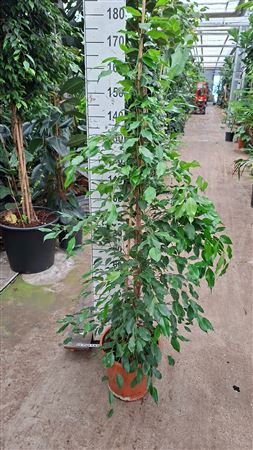 Ficus Be Exotica Piramide