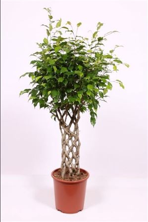 Ficus Be Exotica Tube
